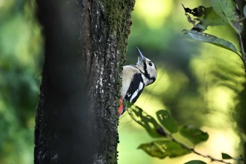 Great Spotted Woodpecker 荒川大麻生公園 Mon, 10/30/2023