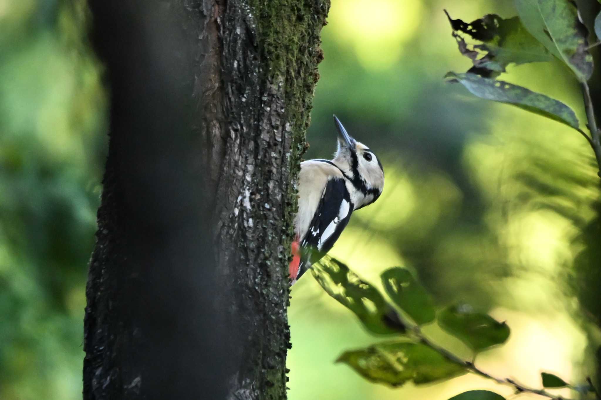 Great Spotted Woodpecker