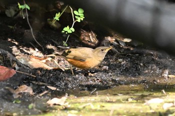 Brown-headed Thrush 荒川大麻生公園 Mon, 10/30/2023