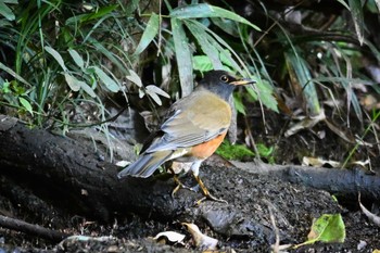 Brown-headed Thrush(orii) 荒川大麻生公園 Mon, 10/30/2023