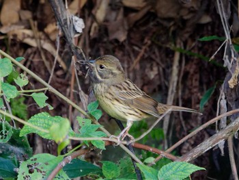 2023年10月30日(月) 横浜市立金沢自然公園の野鳥観察記録