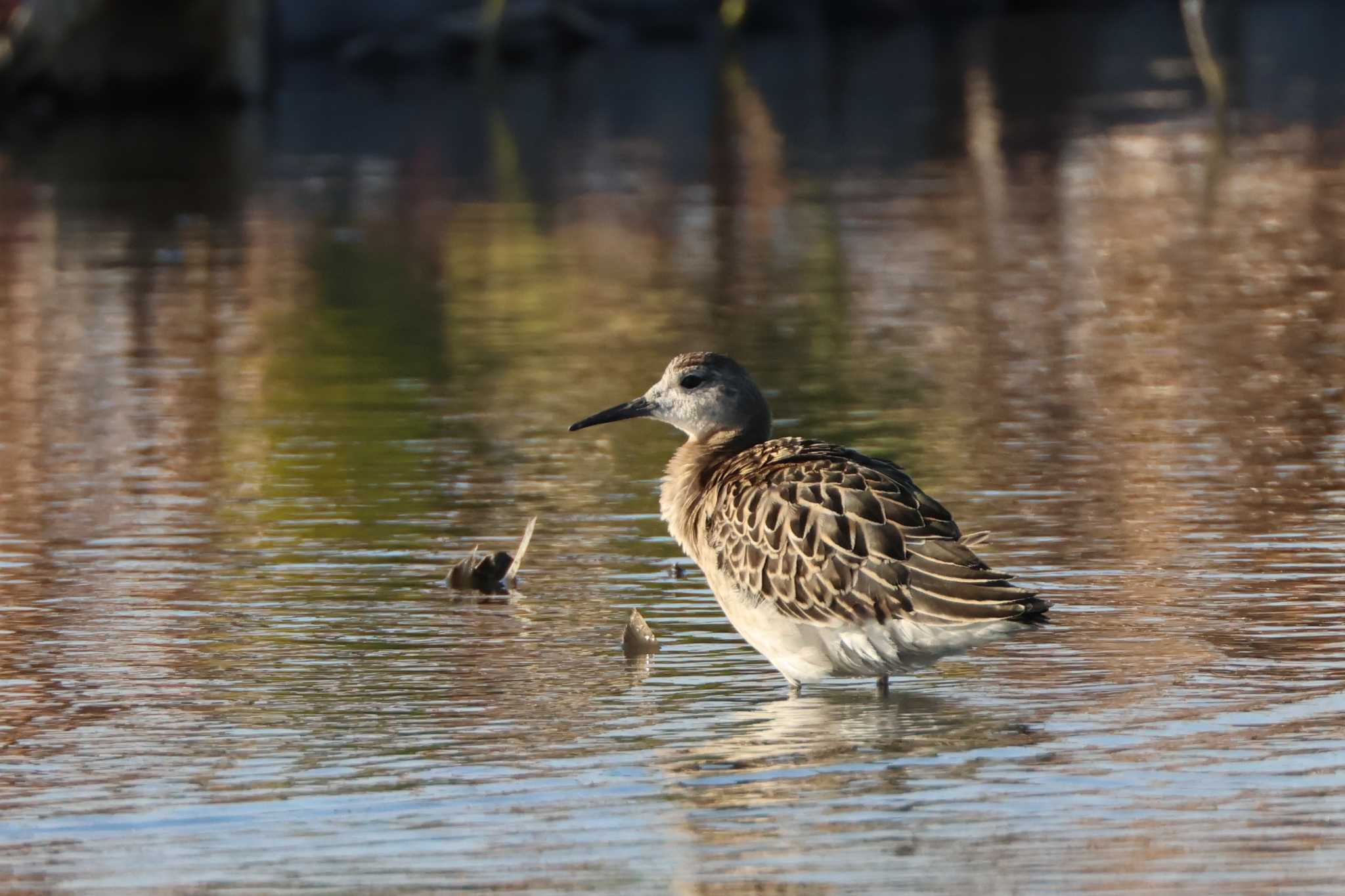 Photo of Ruff at 愛知県愛西市立田町 by OHモリ