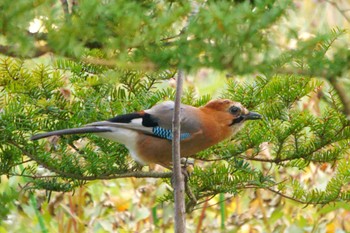 Eurasian Jay えこりん村(恵庭市 Mon, 10/30/2023