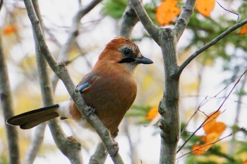 Eurasian Jay えこりん村(恵庭市 Mon, 10/30/2023