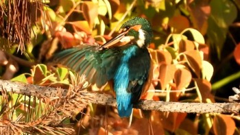 カワセミ 城北公園 2023年10月30日(月)