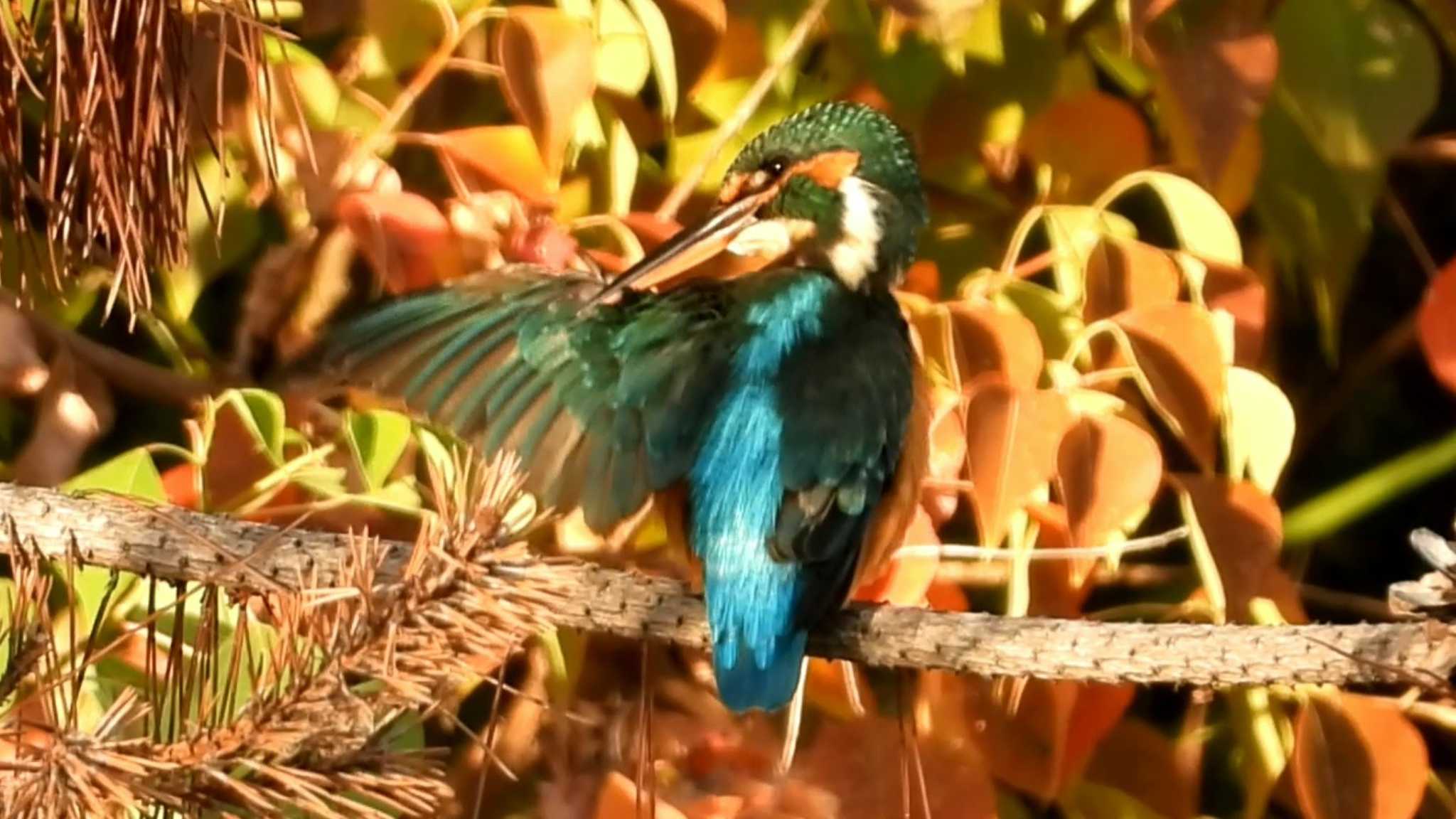 Photo of Common Kingfisher at 城北公園 by samasama3