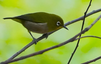 Mon, 10/30/2023 Birding report at 千里南公園