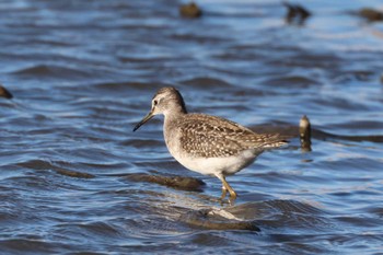 Wood Sandpiper 愛知県愛西市立田町 Sun, 10/29/2023