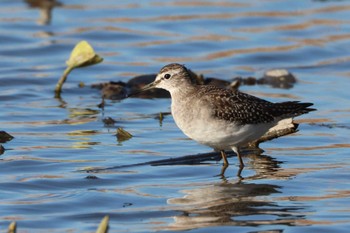 Wood Sandpiper 愛知県愛西市立田町 Sun, 10/29/2023