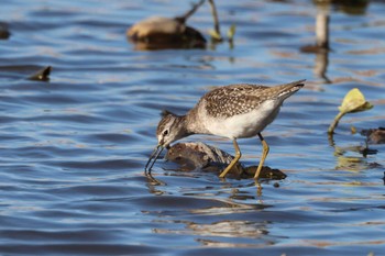 Wood Sandpiper 愛知県愛西市立田町 Sun, 10/29/2023