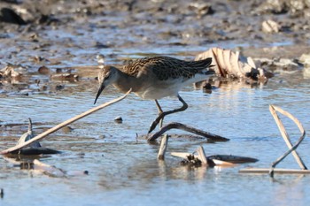 Sun, 10/29/2023 Birding report at 愛知県愛西市立田町