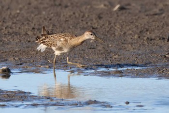 Ruff 愛知県愛西市立田町 Sun, 10/29/2023