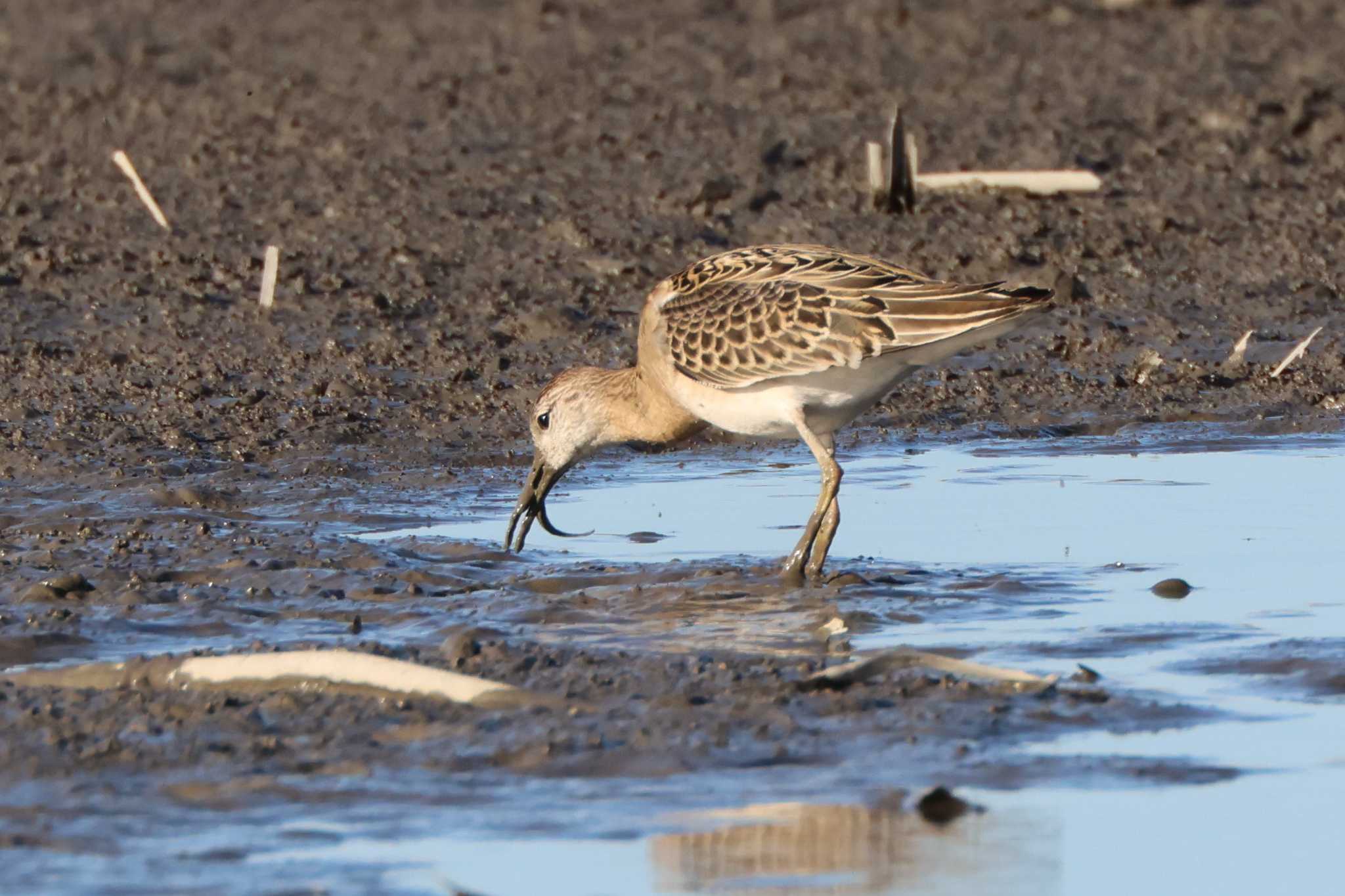 Photo of Ruff at 愛知県愛西市立田町 by OHモリ