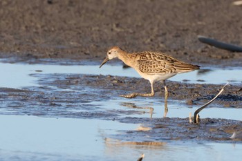 Ruff 愛知県愛西市立田町 Sun, 10/29/2023