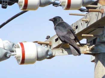 Daurian Jackdaw 佐波川河口(山口県) Mon, 10/30/2023