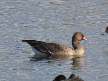 Lesser White-fronted Goose 佐波川河口(山口県) Mon, 10/30/2023