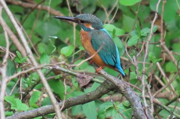 Common Kingfisher 行徳野鳥観察舎付近 Sun, 10/29/2023