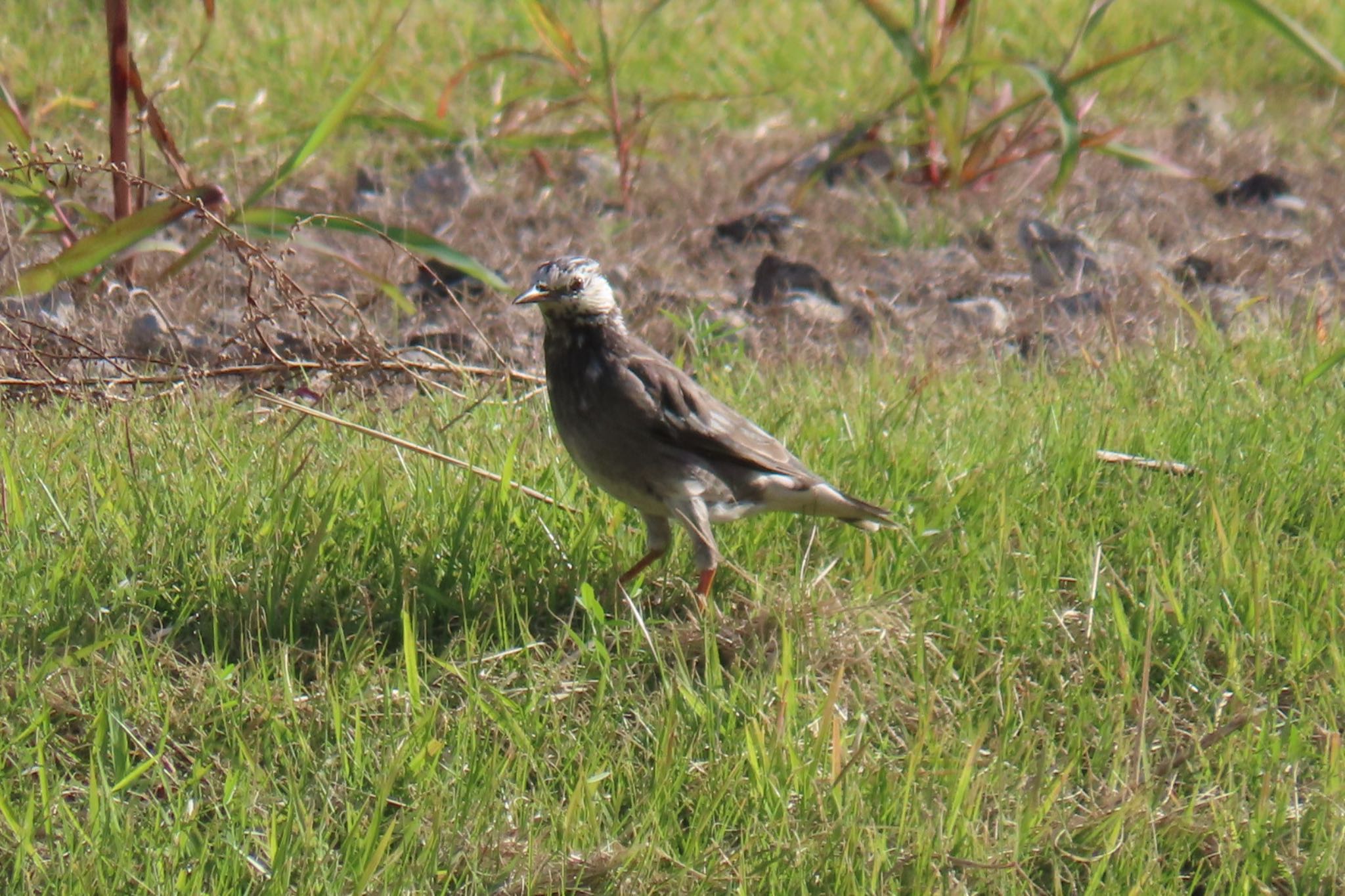 Photo of White-cheeked Starling at 行徳野鳥観察舎付近 by 鳥撮り行くよ