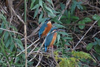 カワセミ 行徳野鳥観察舎付近 2023年10月29日(日)