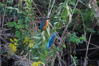 カワセミ 行徳野鳥観察舎付近 2023年10月29日(日)