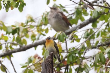 Mugimaki Flycatcher Togakushi Forest Botanical Garden Sat, 10/28/2023