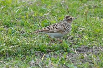 Eurasian Skylark 淀川河川公園 Mon, 10/30/2023