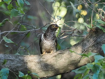 Common Cuckoo Akigase Park Mon, 10/30/2023