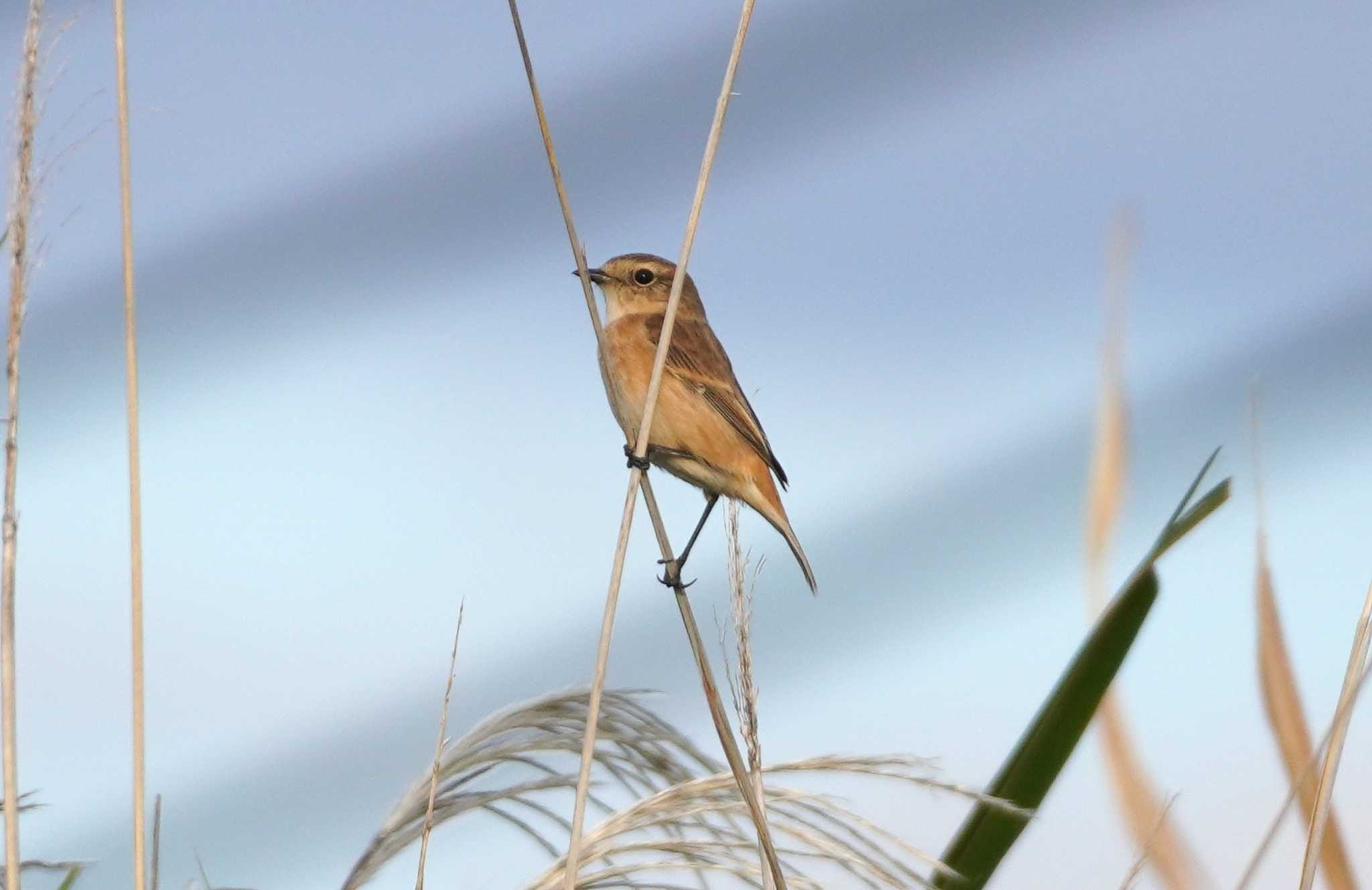 Photo of Amur Stonechat at 淀川河川公園 by BARD9800