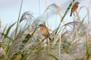 Amur Stonechat 淀川河川公園 Mon, 10/30/2023