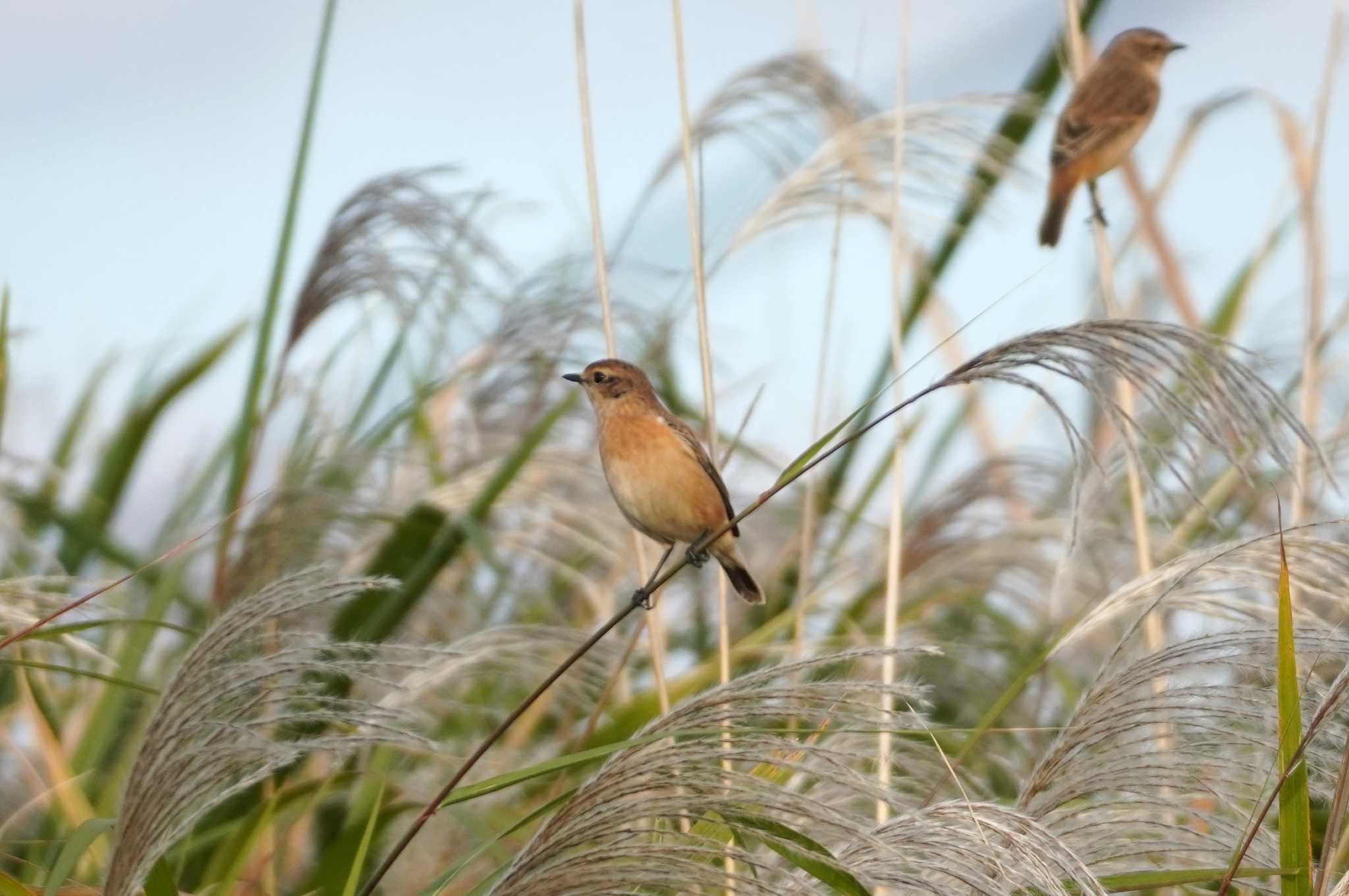 Photo of Amur Stonechat at 淀川河川公園 by BARD9800