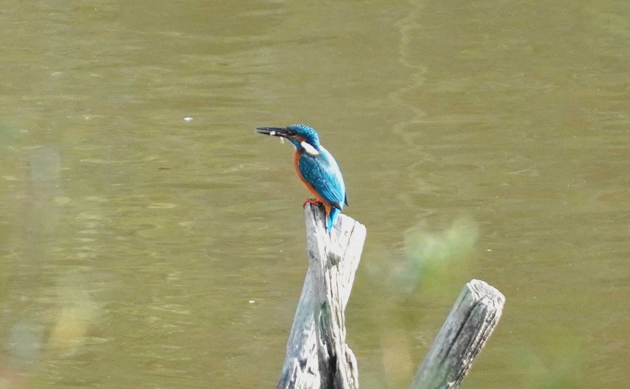 Photo of Common Kingfisher at 淀川河川公園 by BARD9800