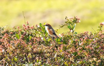 Bull-headed Shrike 淀川河川公園 Fri, 10/27/2023