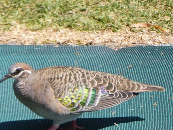 Common Bronzewing Cheynes Beach Fri, 10/13/2023