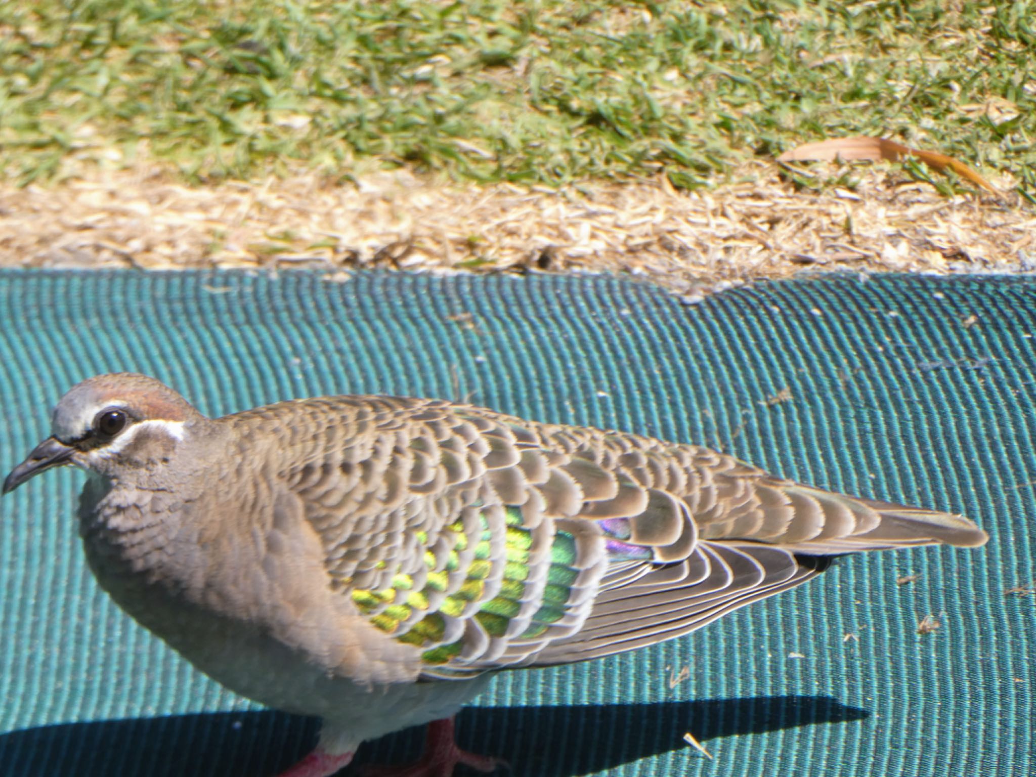 Cheynes Beach ニジハバトの写真 by Maki