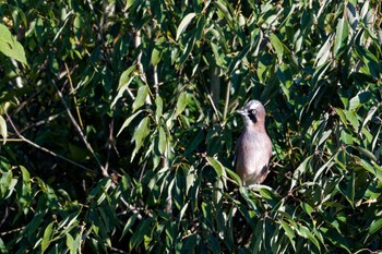 Eurasian Jay 南アルプス邑野鳥公園 Thu, 10/26/2023