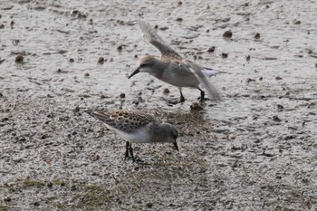 Red-necked Stint いしかり調整池(石狩調整池) Sat, 9/2/2023