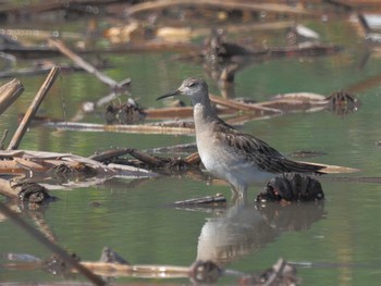 Ruff 愛知県愛西市立田町 Thu, 10/26/2023