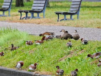 カルガモ 水元公園 2023年10月29日(日)