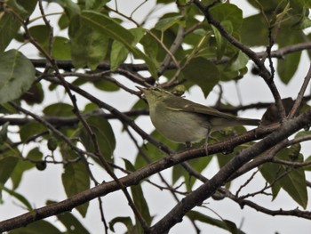 Kamchatka Leaf Warbler Mizumoto Park Sun, 10/29/2023