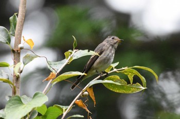 Dark-sided Flycatcher 背振林道 Sat, 10/28/2023