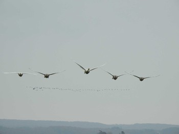 Whooper Swan 浦幌町 豊北 Fri, 10/27/2023