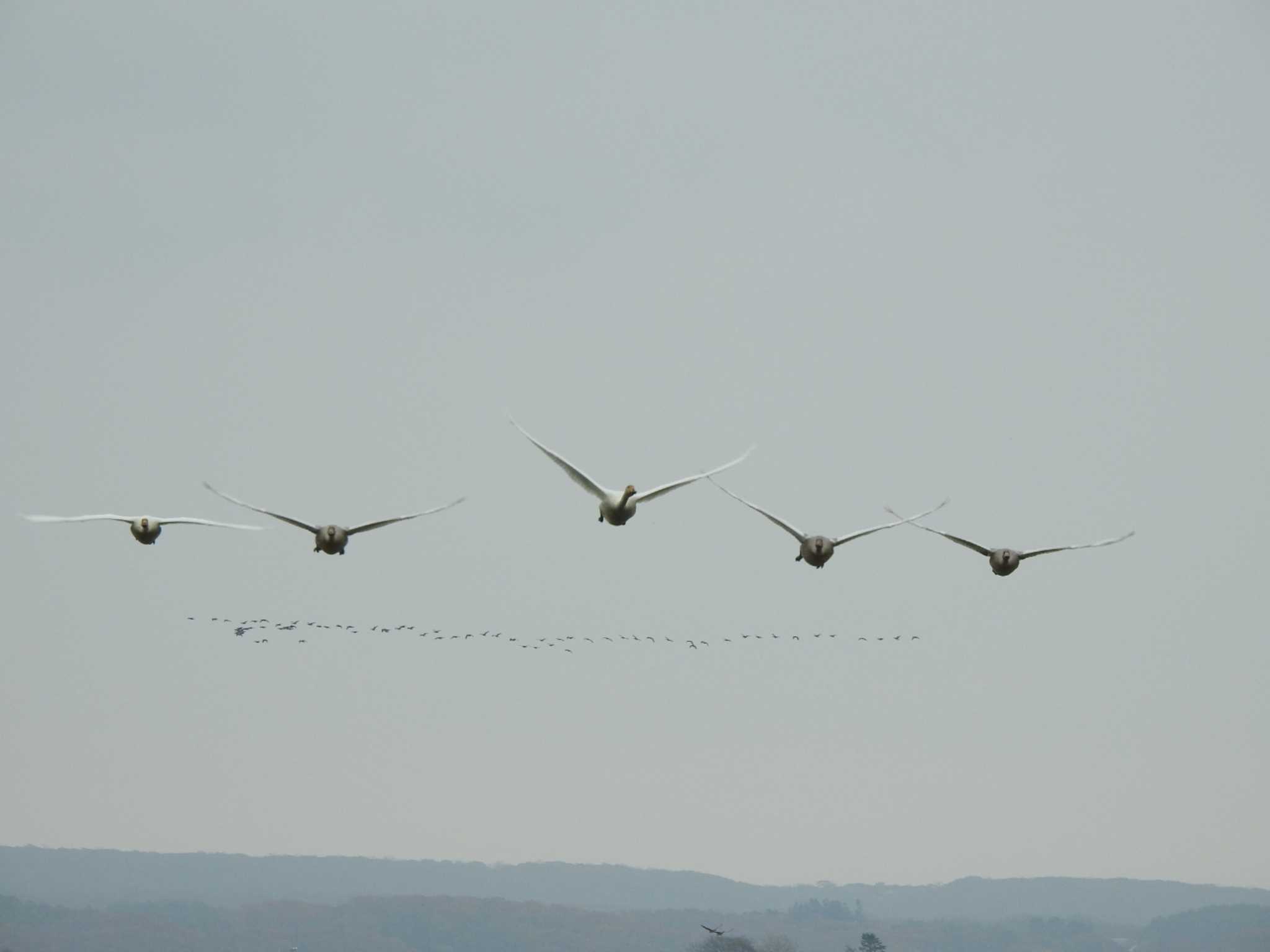 Whooper Swan