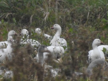 Snow Goose 浦幌町 豊北 Fri, 10/27/2023