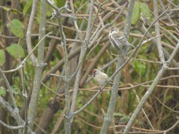 Common Redpoll 浦幌町 豊北 Fri, 10/27/2023