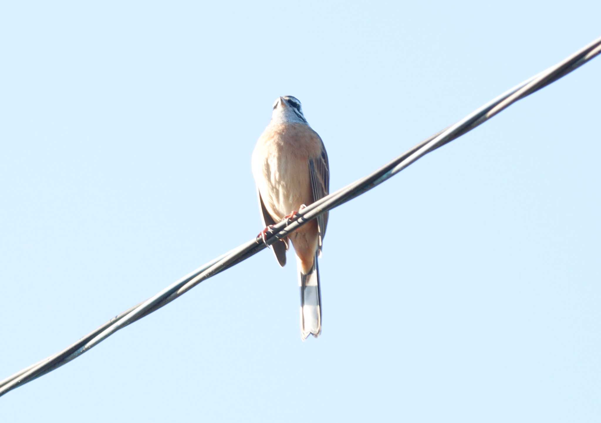 Photo of Meadow Bunting at  by あっくん