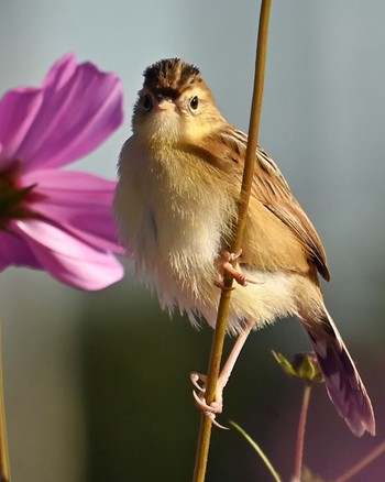 Zitting Cisticola 家の近所 Mon, 10/30/2023