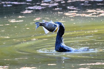 カワウ 三宝寺池 2020年12月18日(金)