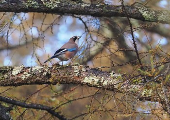 カケス 戸隠森林植物園(戸隠森林公園) 2023年10月28日(土)