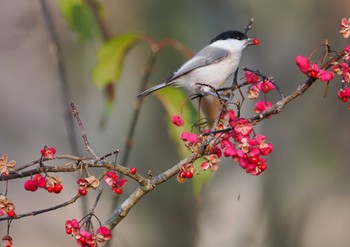 コガラ 戸隠森林植物園(戸隠森林公園) 2023年10月28日(土)