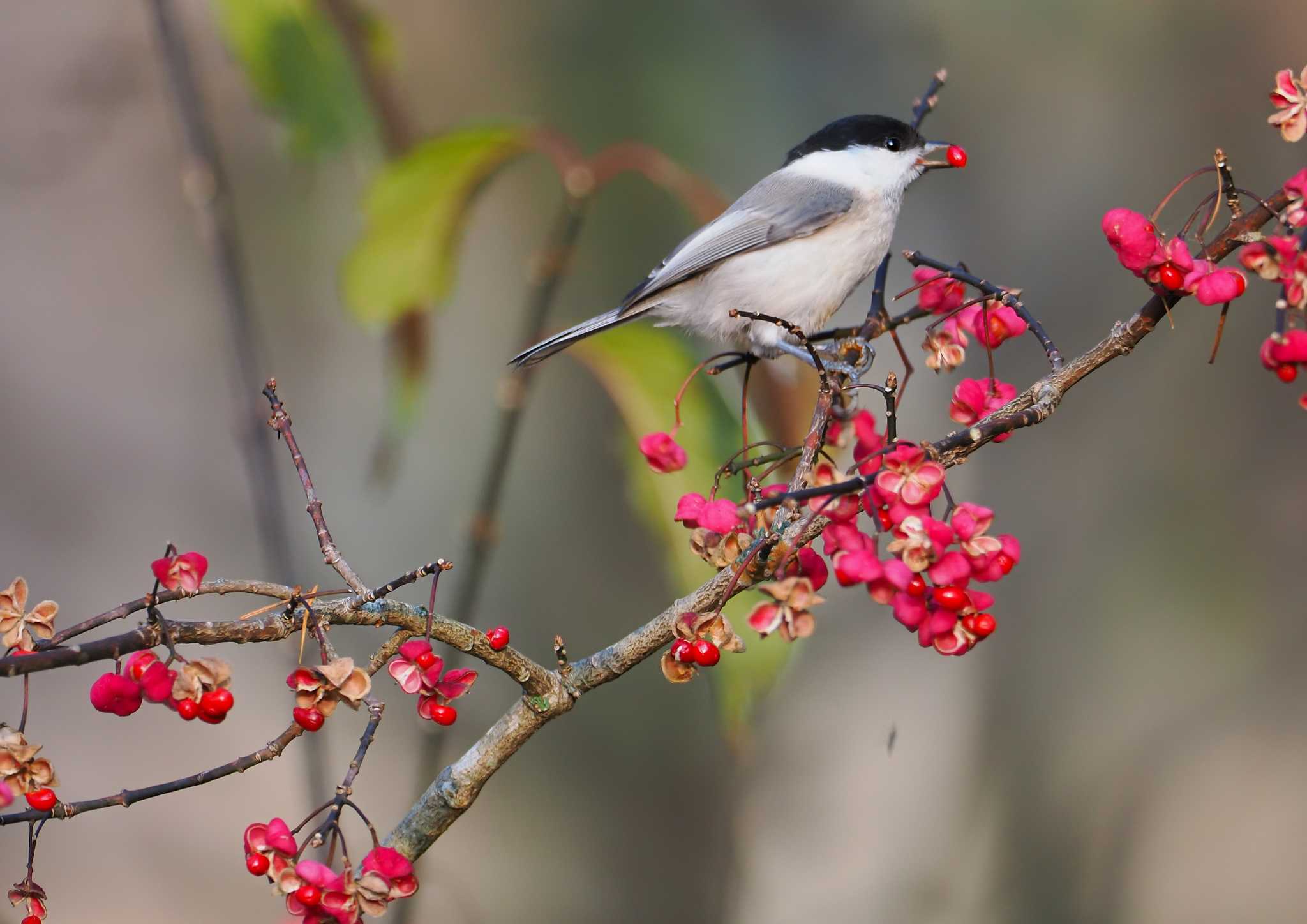 Willow Tit